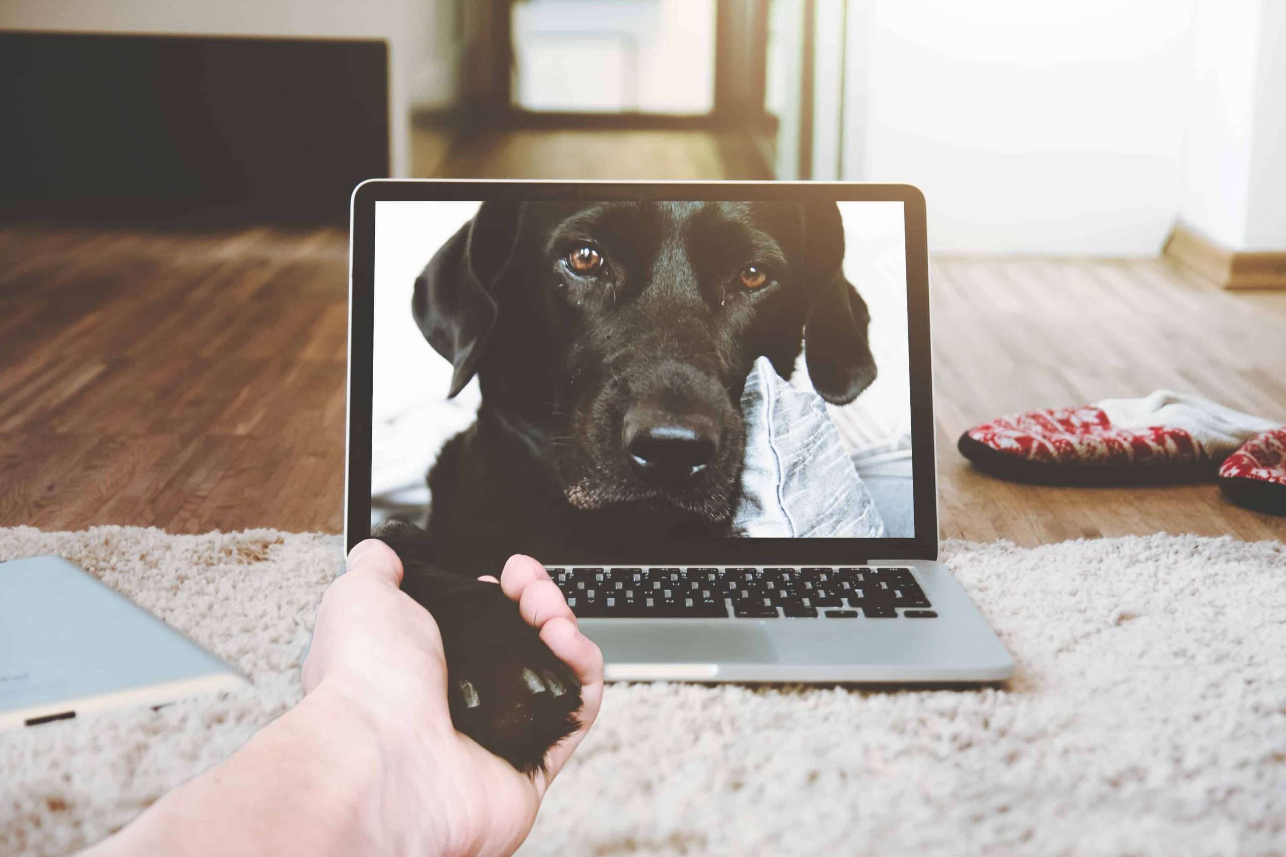 A dog's face on a laptop
