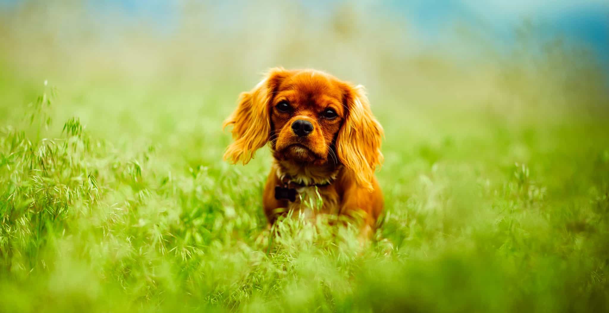 Dog sitting in long grass