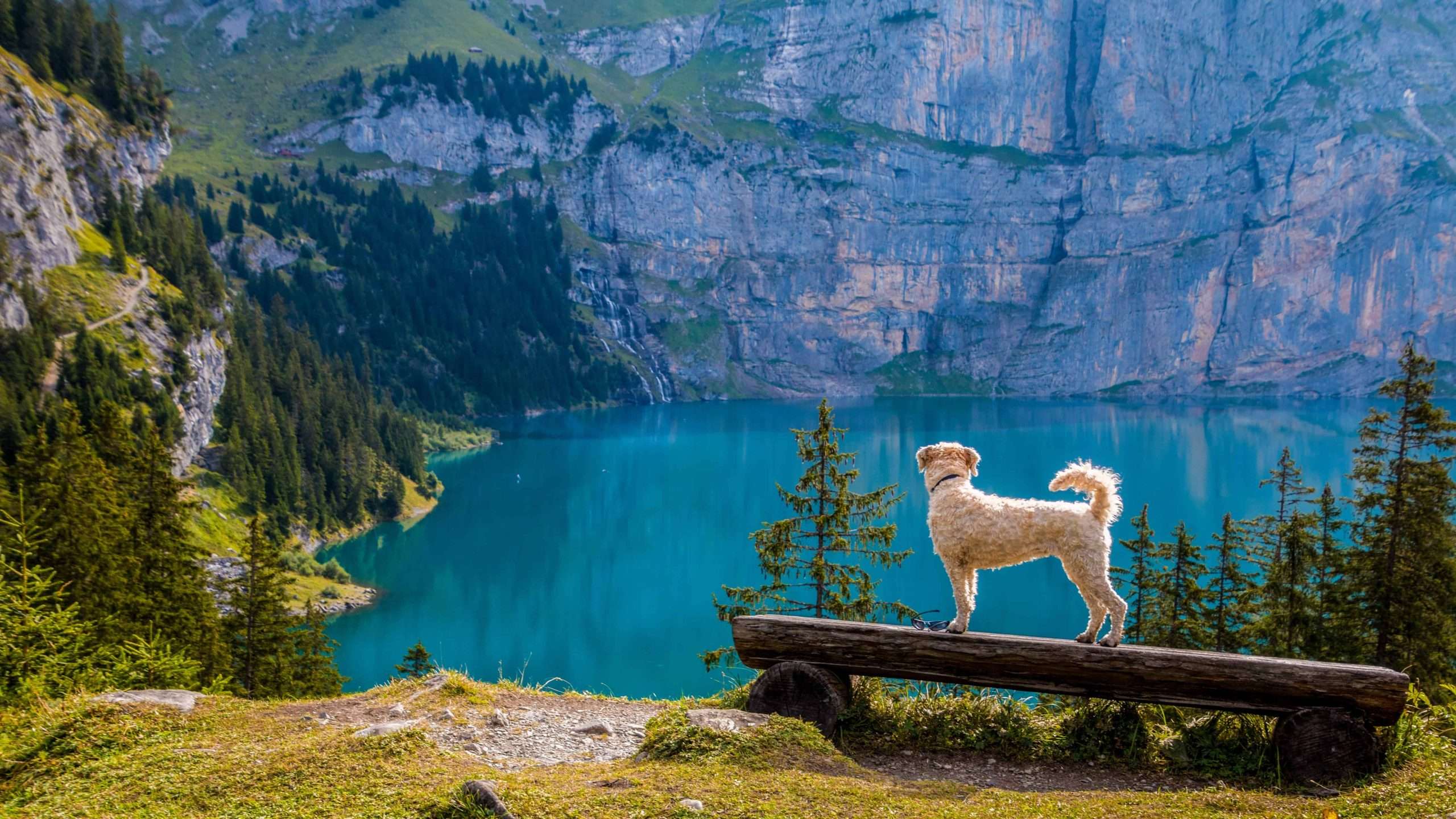 Dog standing on edge of cliff looking at the scenery