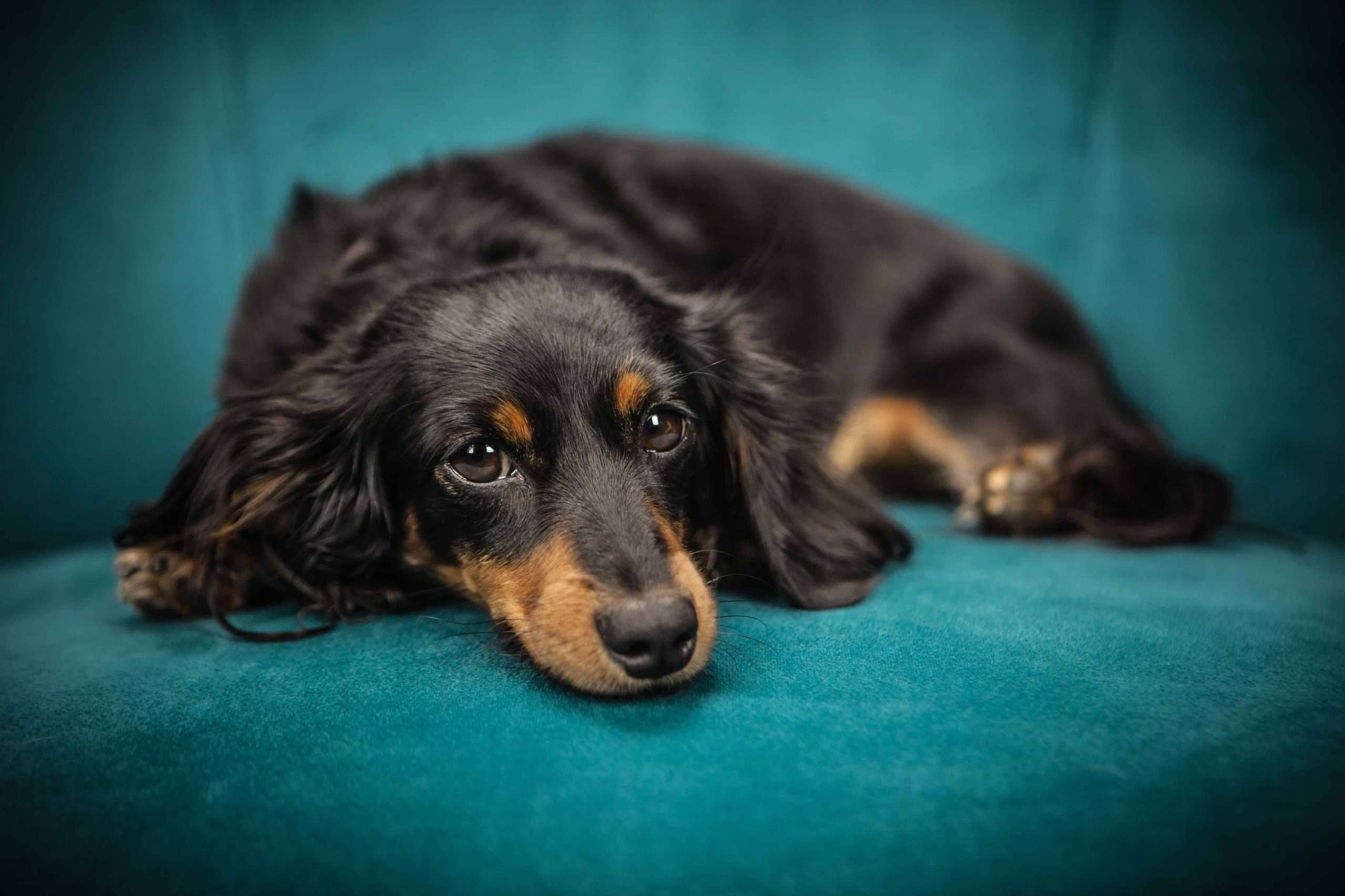 Dog lying down on a teal cushion