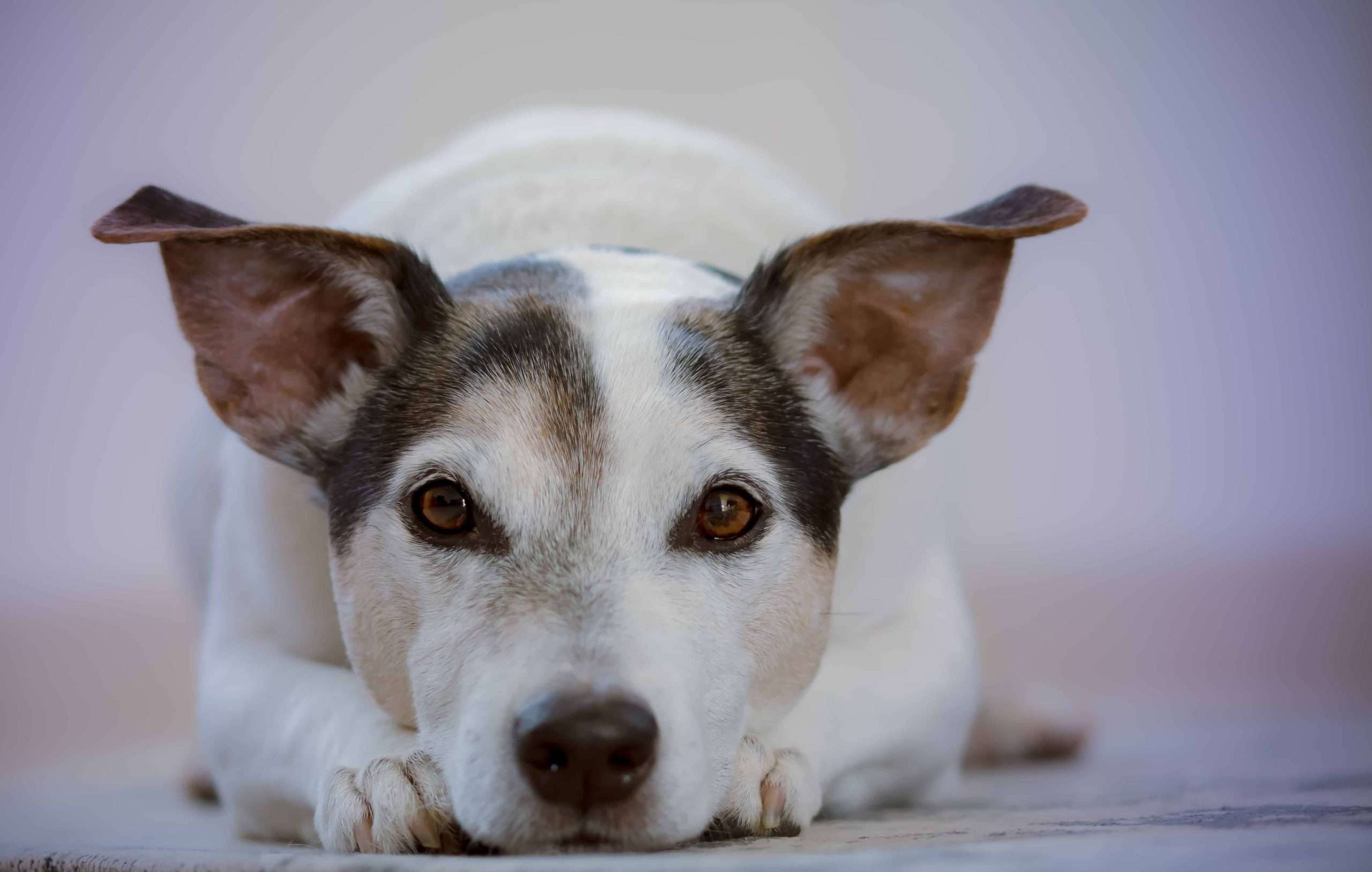 Dog lying down with its ears up