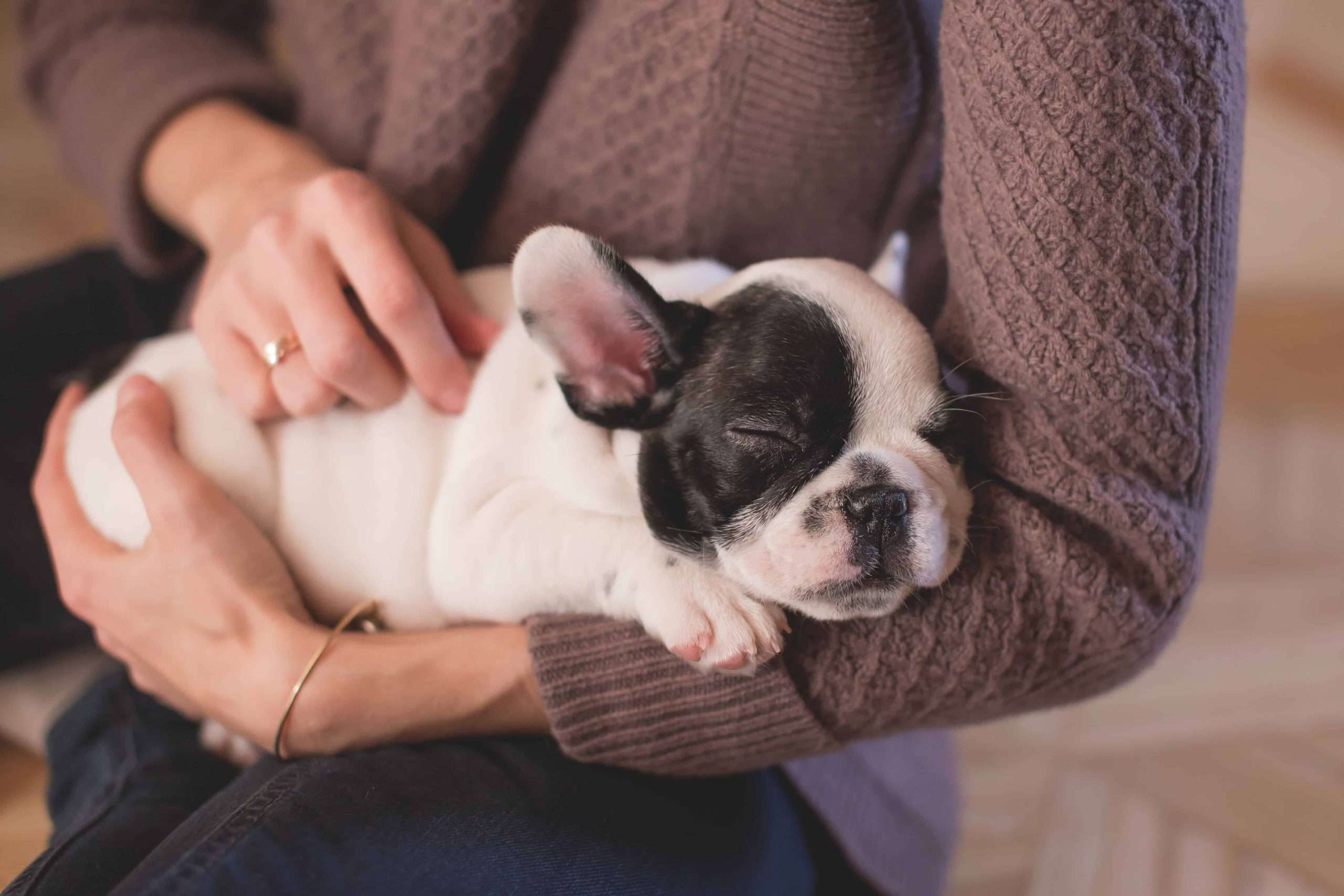 Your new Puppy’s first week at home