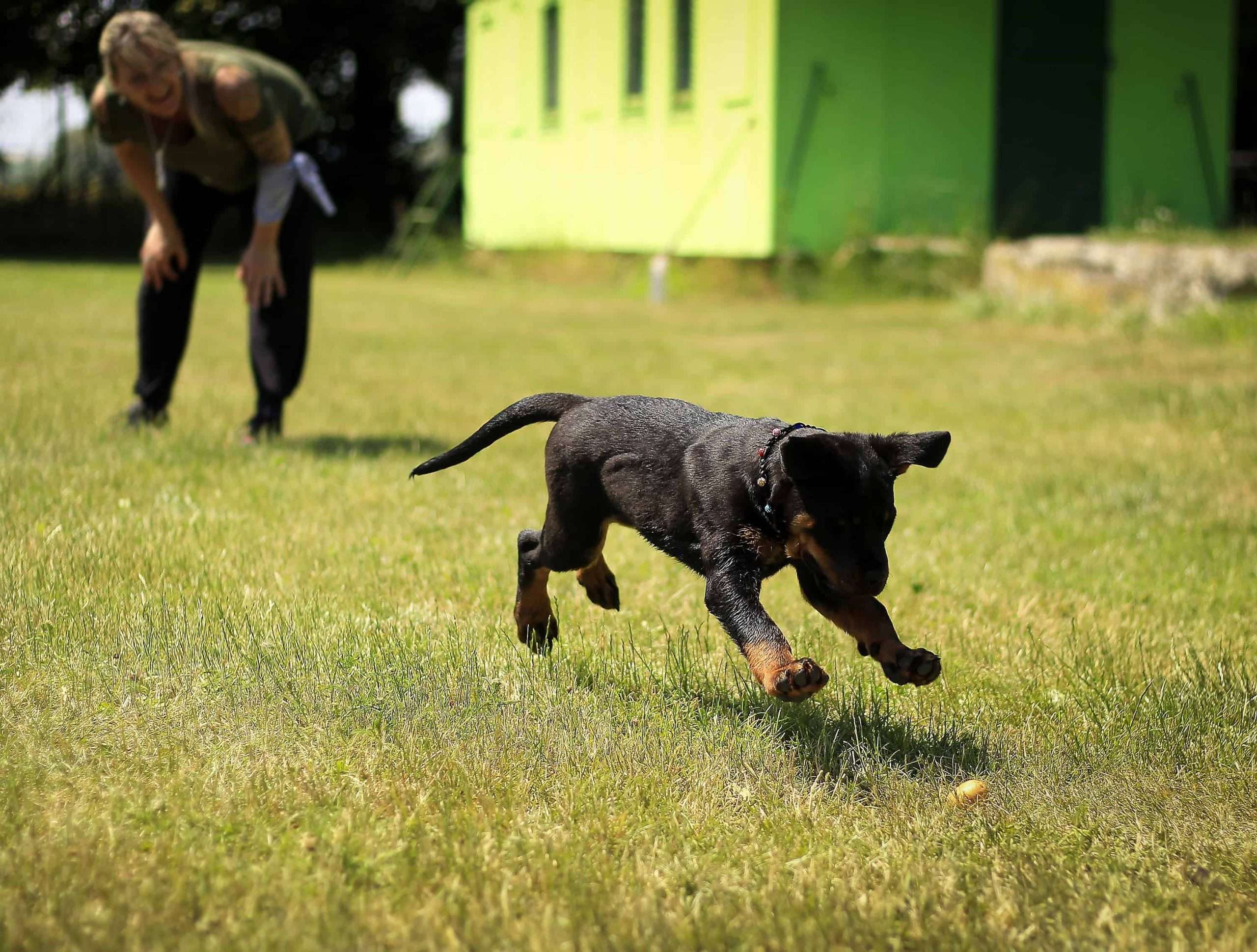 Puppy runs to catch a toy with owner in the background