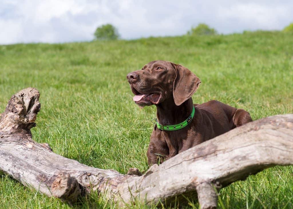 Green dog collar