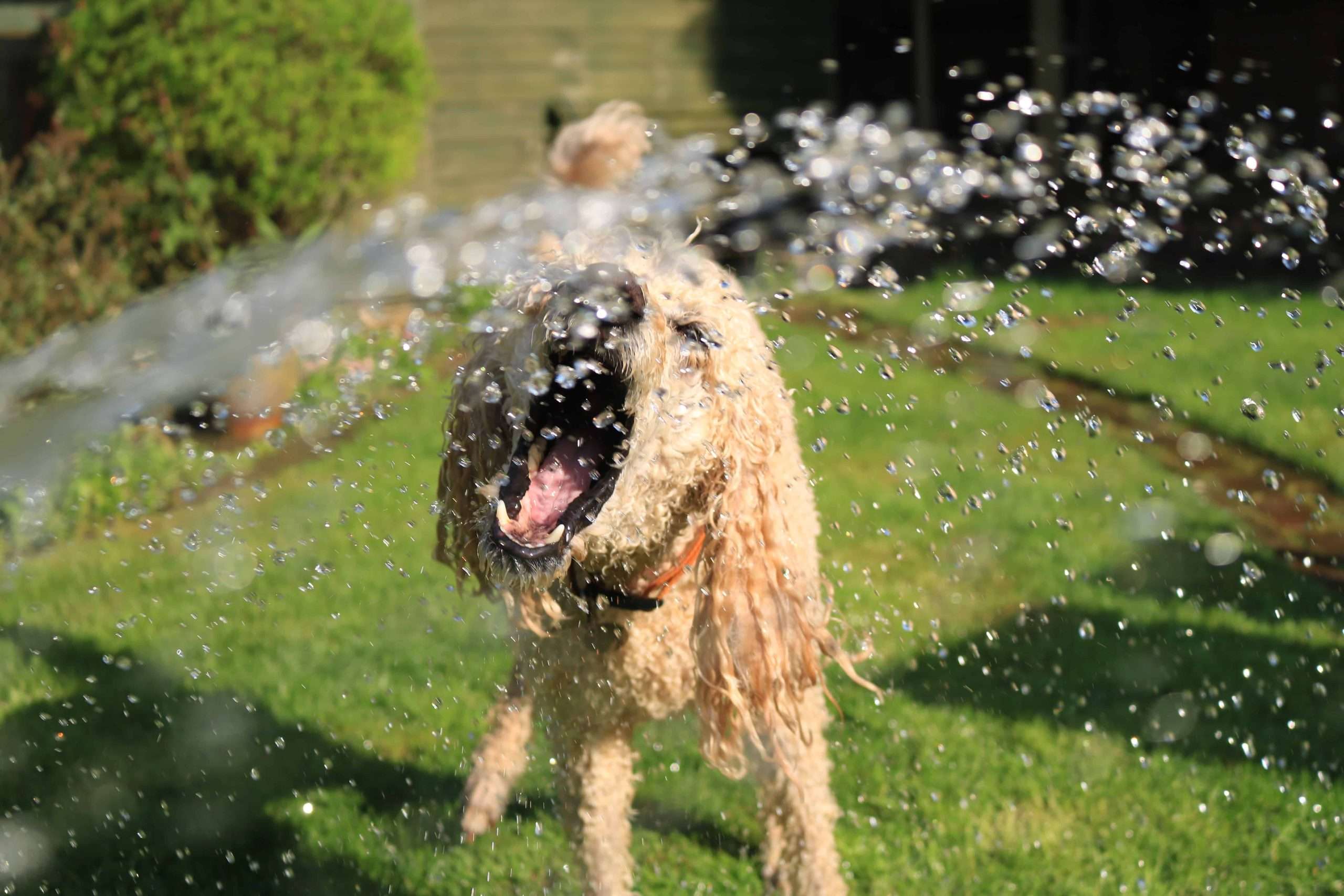 How to keep my dog cool