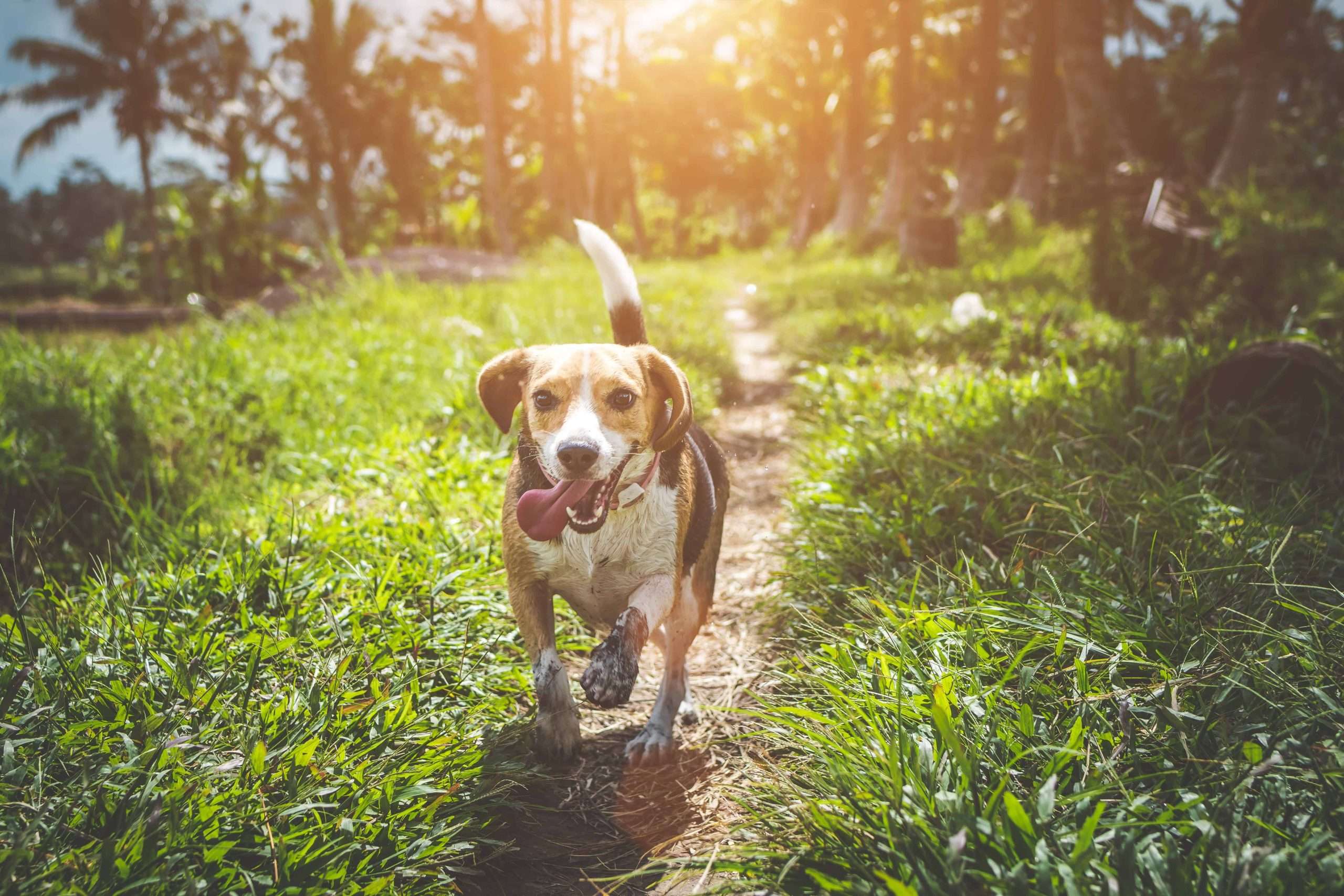 fun with your dog on bank holiday weekend