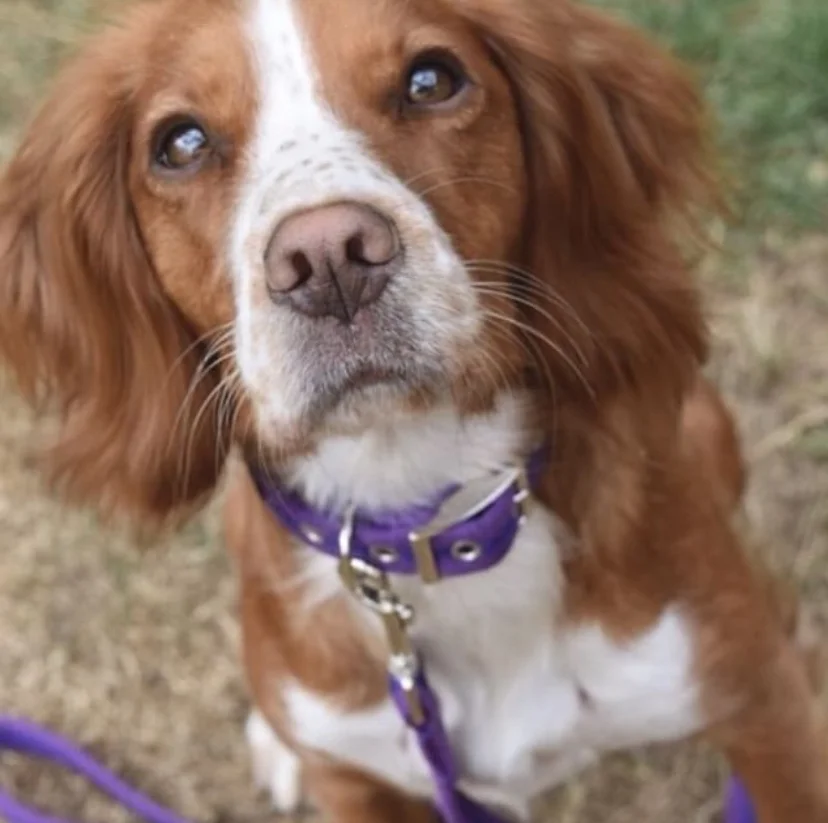 dog need to wear a collar