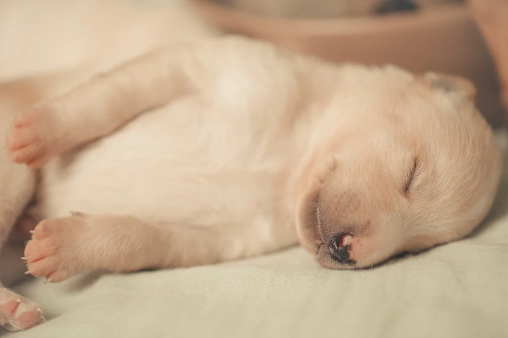 How much sleep does my puppy need