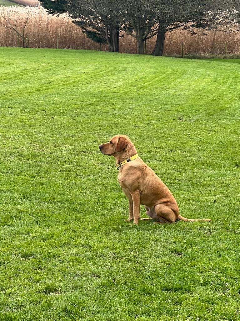 Henry fox red Labrador wearing Oscar & Hooch yellow collar