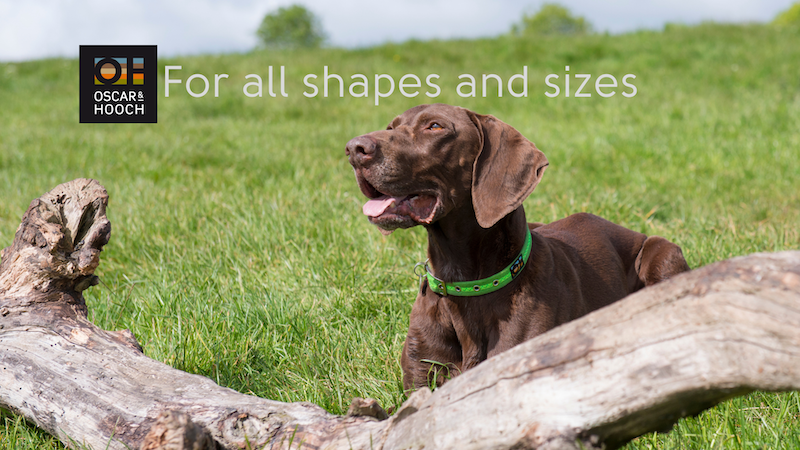 Dog collars for all sizes