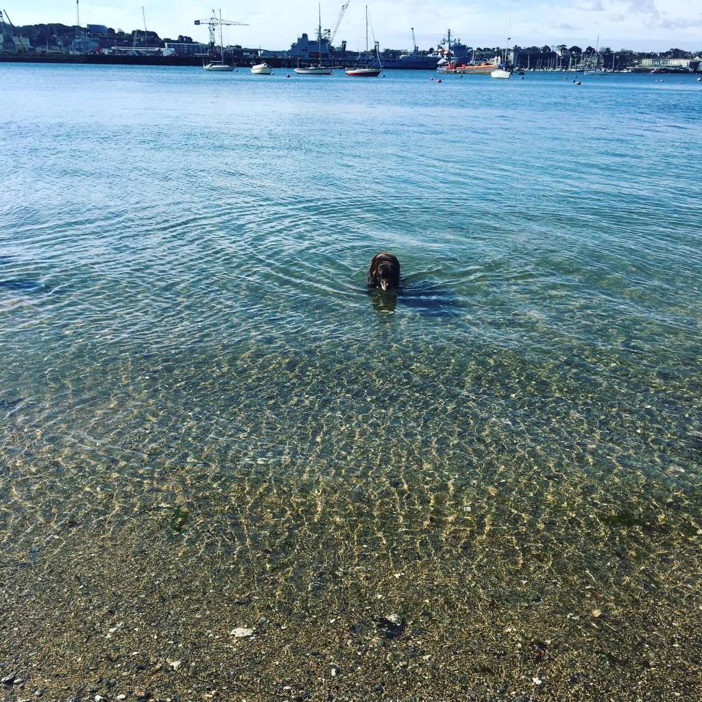 Oscar takes a dip on Flushing Beach