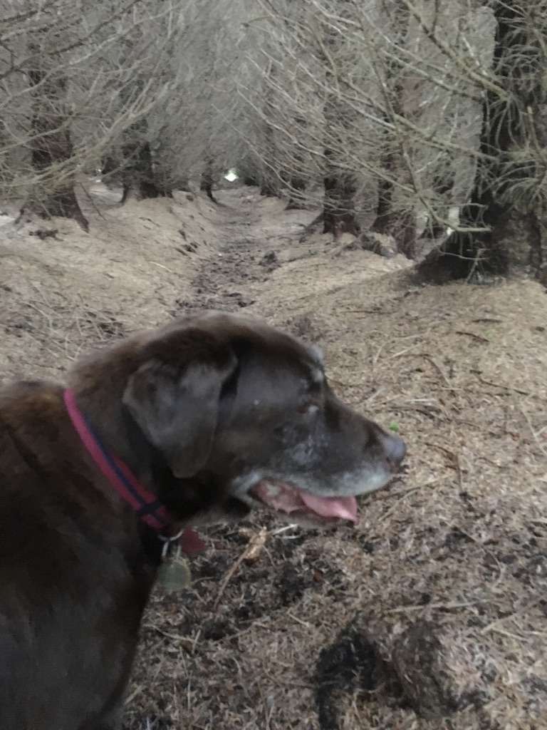 Edinbane Dogs Walk