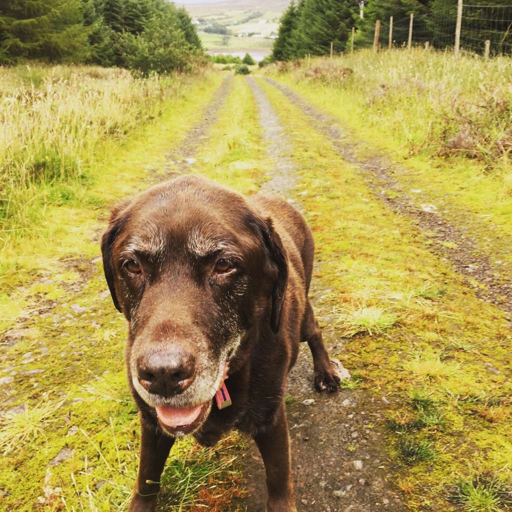 Edinbane Dogs Walk