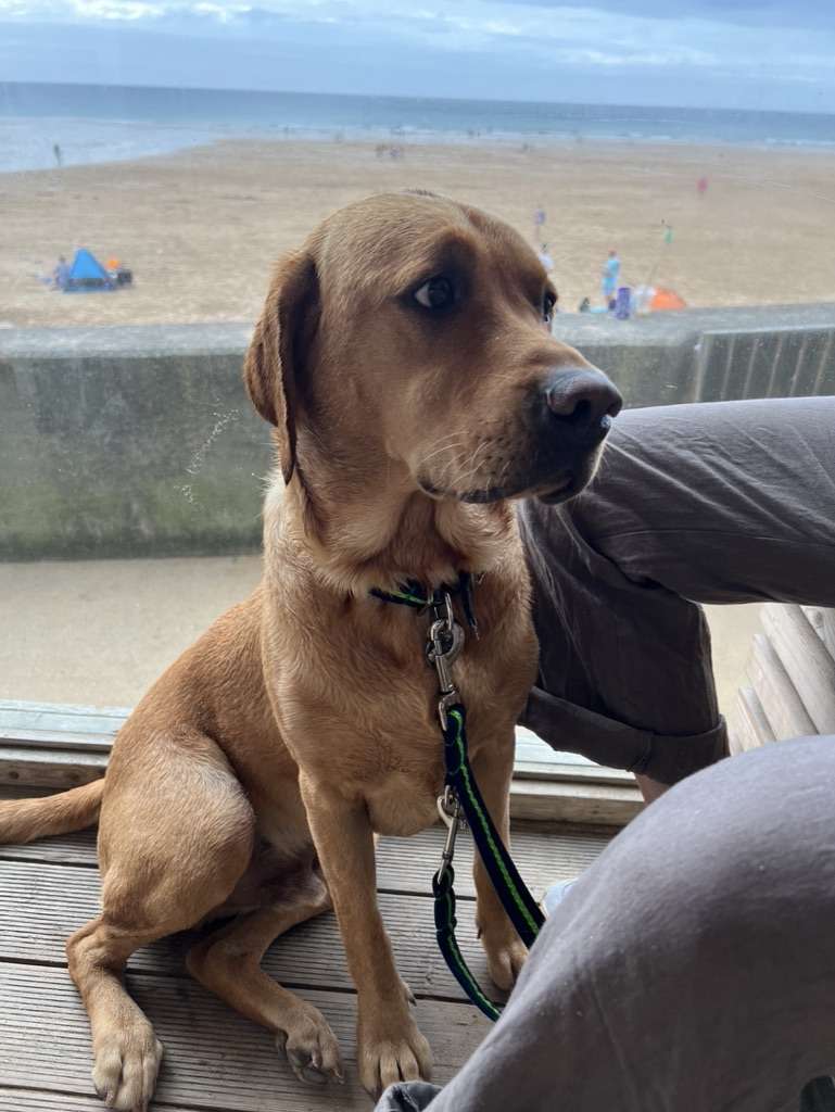 Henry on The Beach Hut Terrace