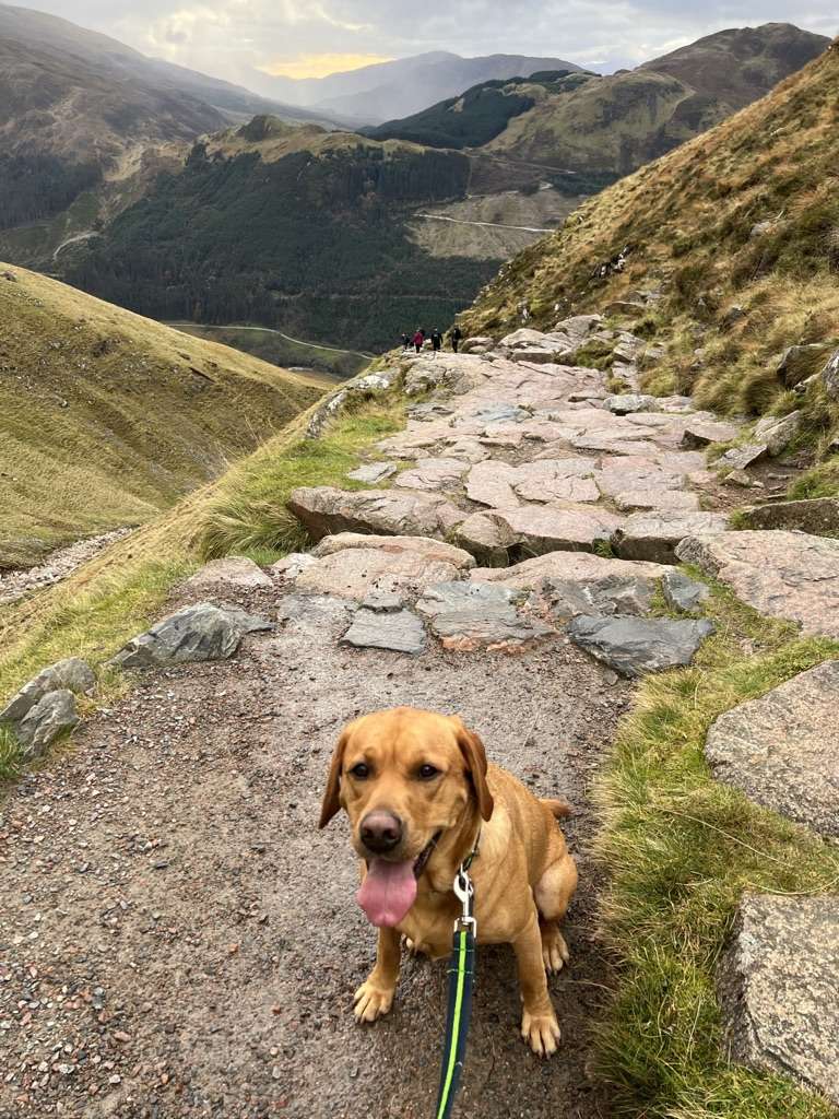 Dog walk Ben Nevis, fox red Labrador wearing Oscar and hooch neon green dog collar and lead
