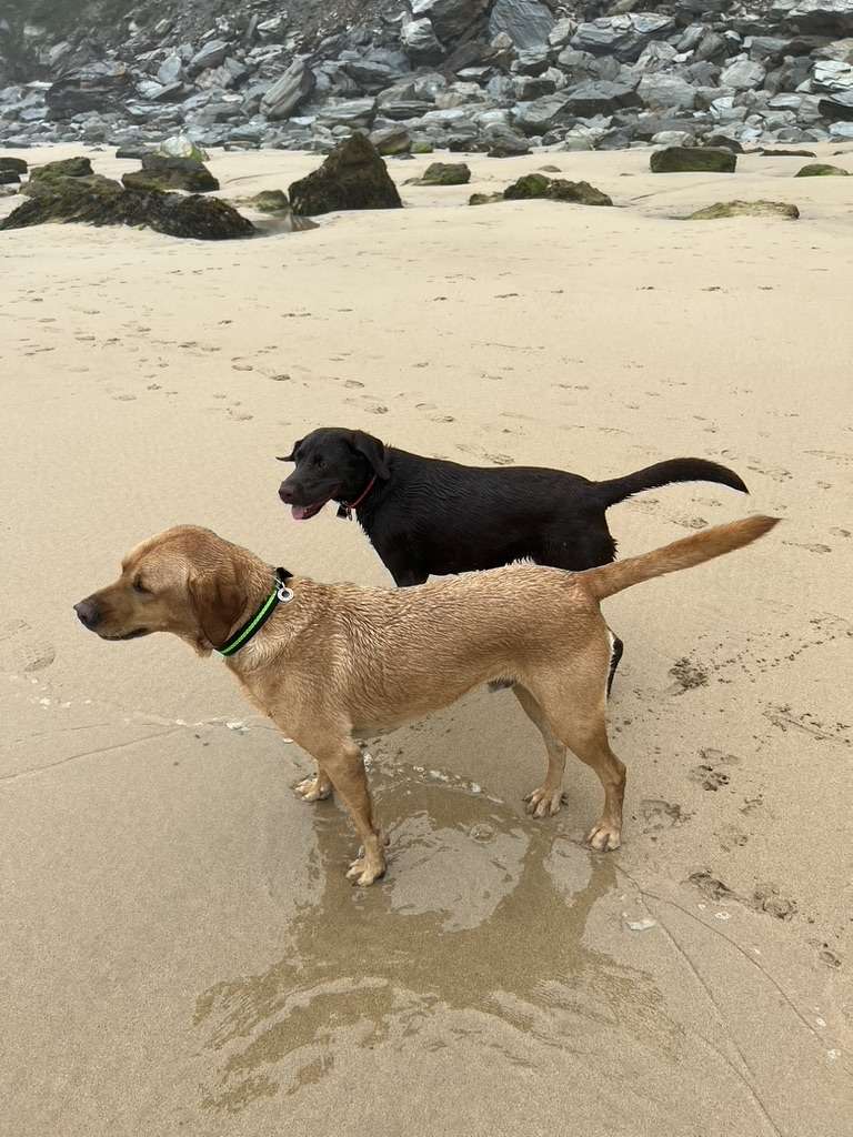 Henry & Bella on Watergate Bay beach