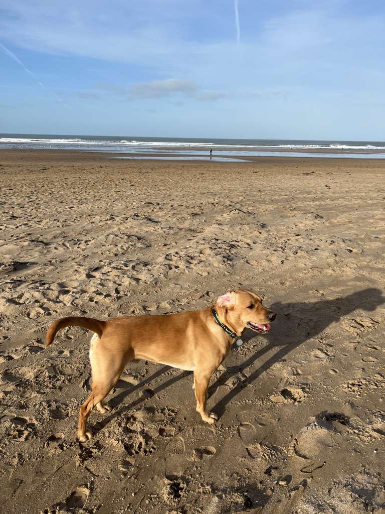 Dog walks in Devon