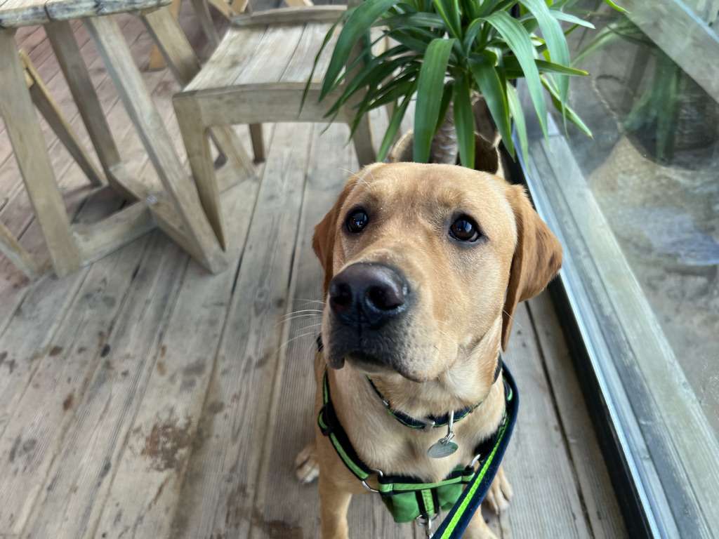 Henry in The Beach Hut