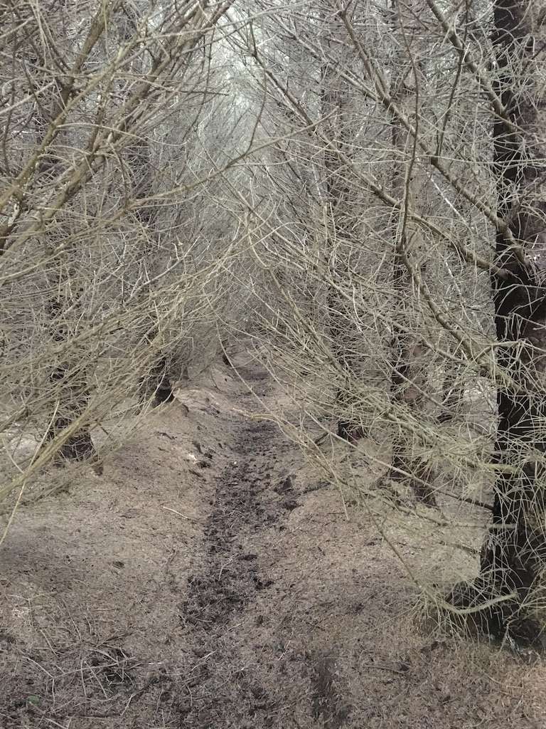 Edinbane Dogs Walk