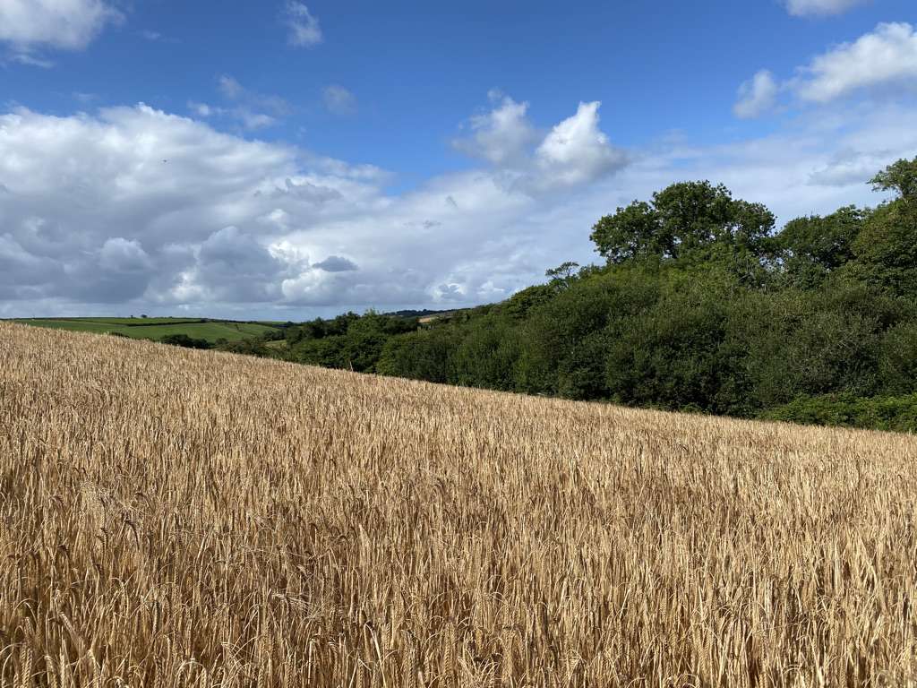St Ewe Dog Walk