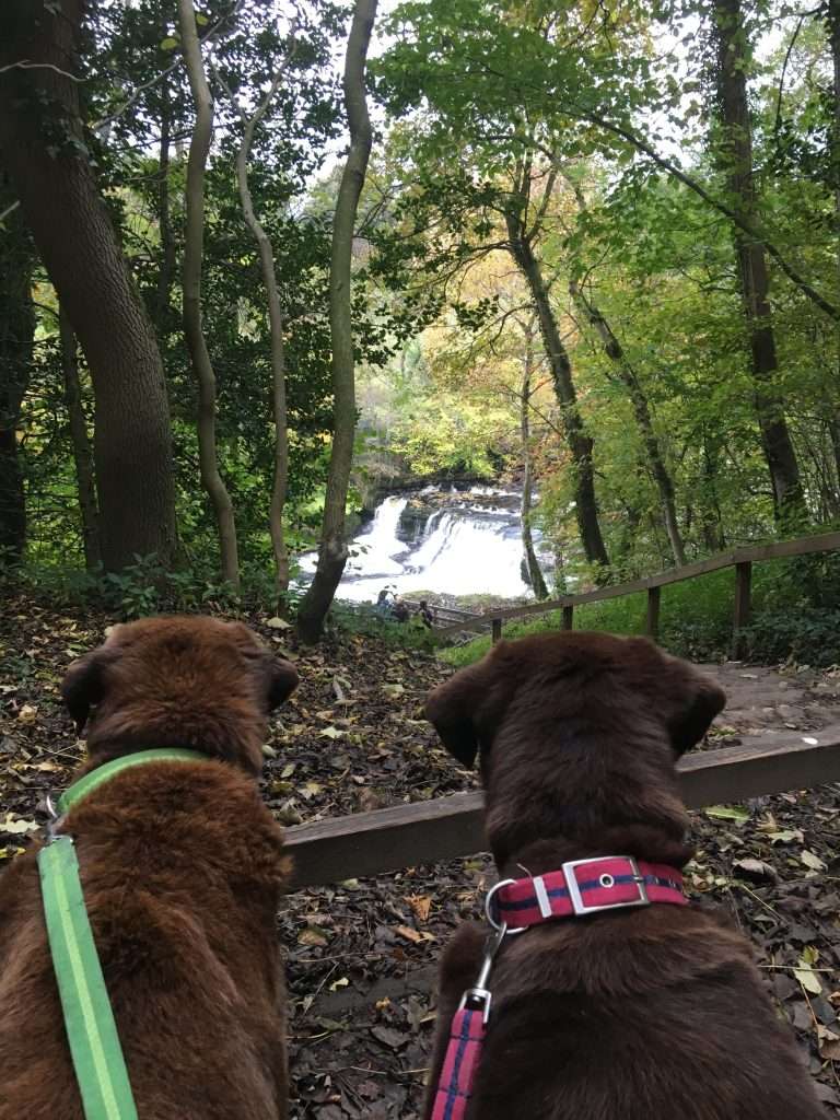 Oscar & Hooch at Aysgarth Falls