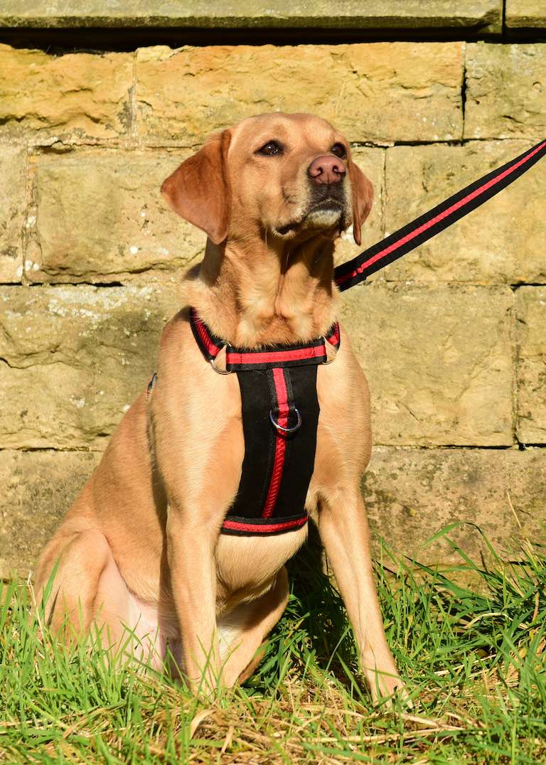 Oscar and Hooch Black and red dog harness with handle on Labrador