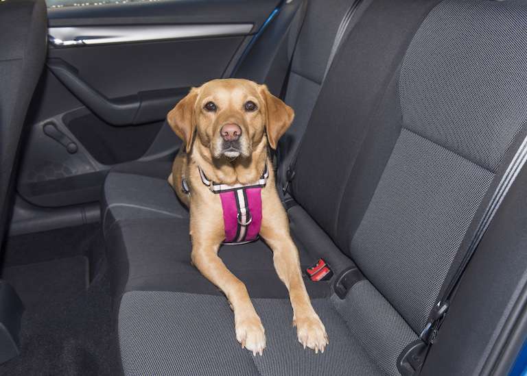 Car Sick Dogs, Oscar and hooch pink dog harness with handle