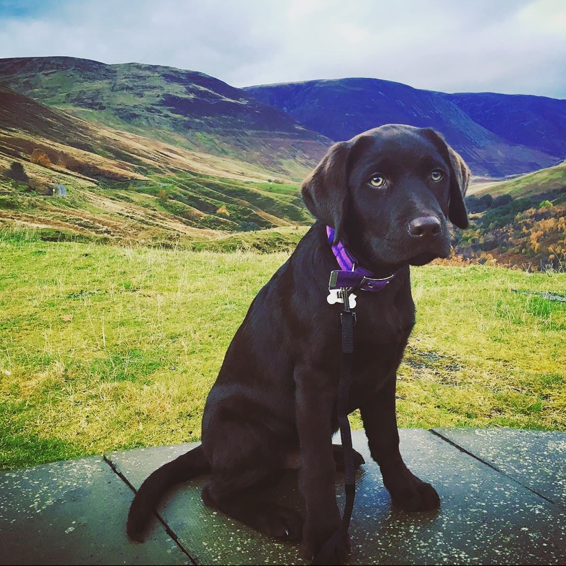Puppy Hurley at the Viewpoint