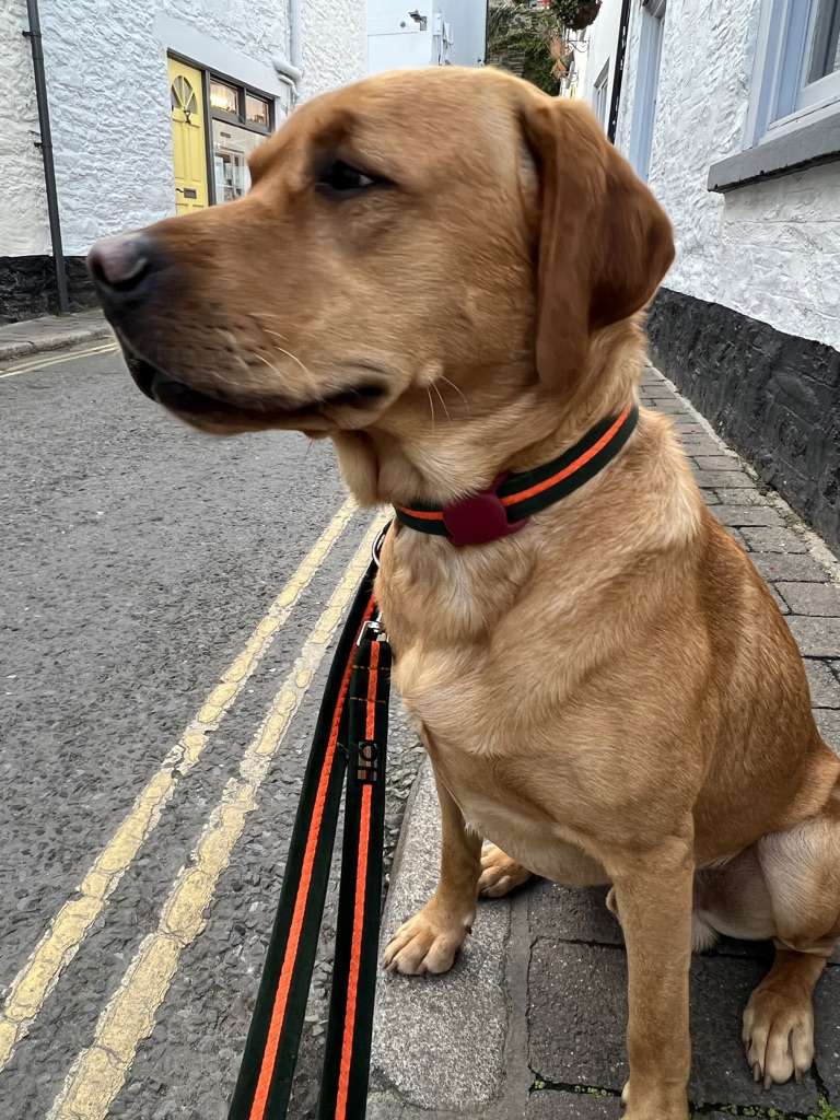 Henry shopping in Salcombe