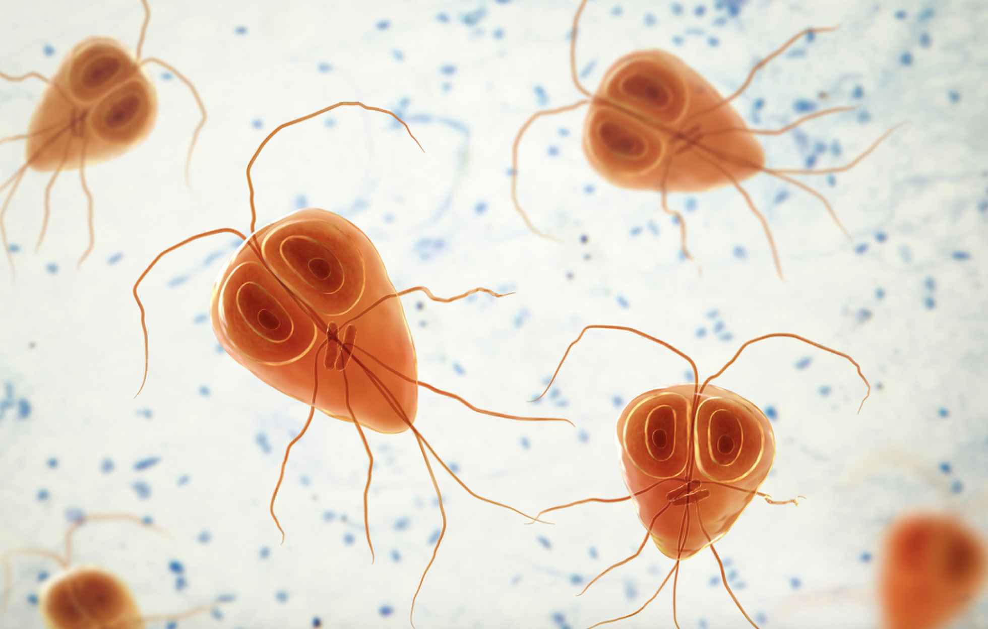 Giardia in dogs