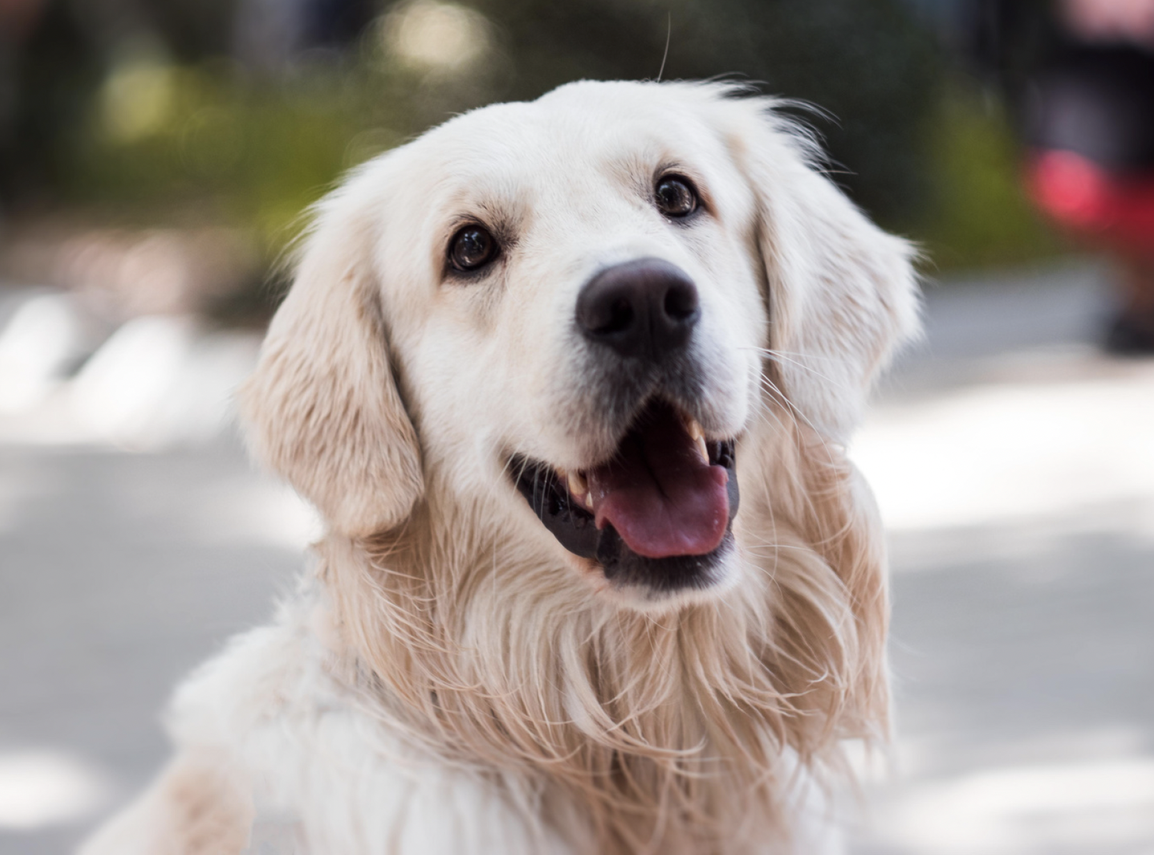 dogs and mental health