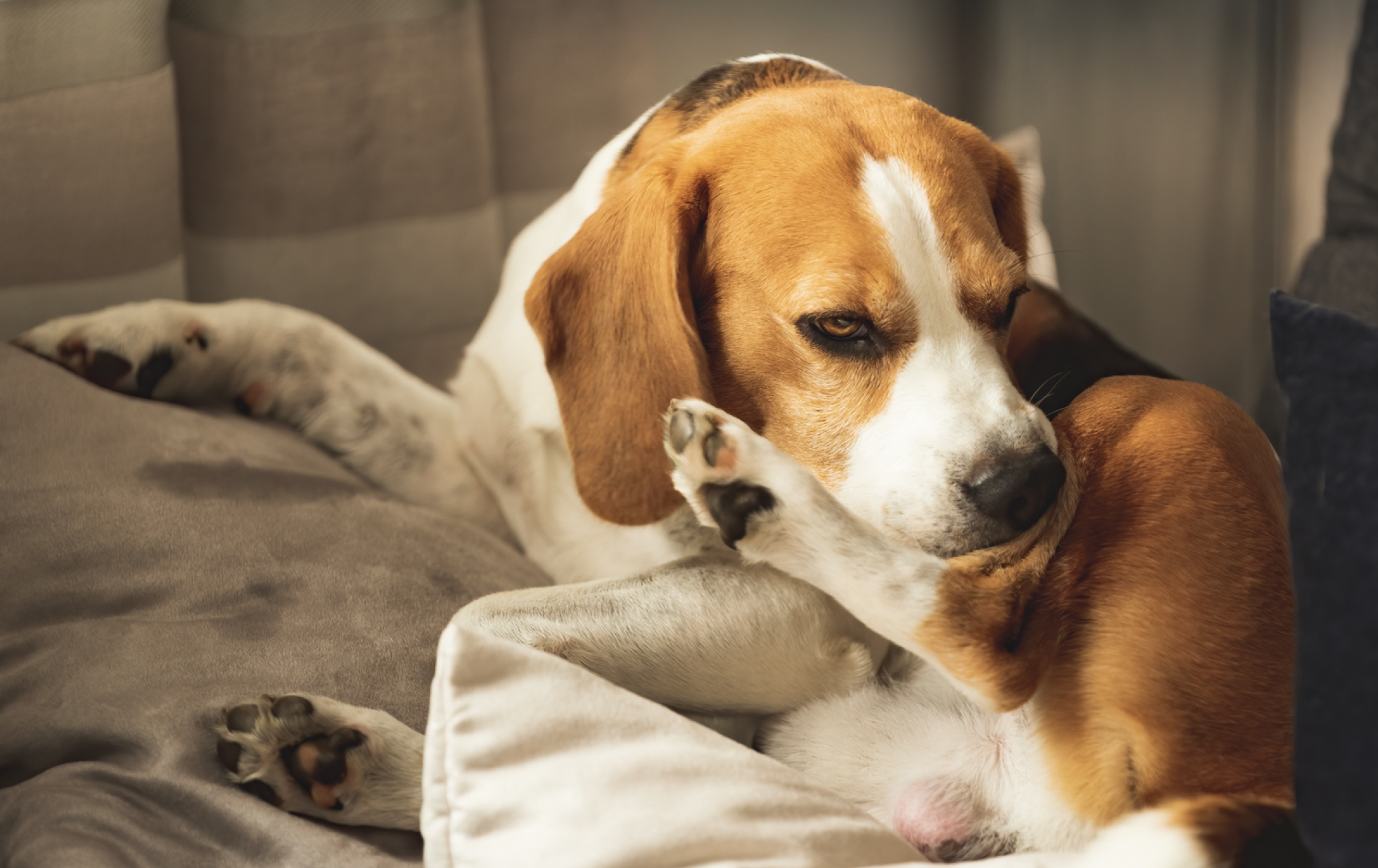 why does my dog have dandruff?