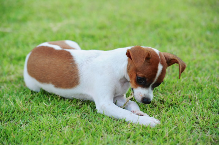 why does my puppy eat grass?