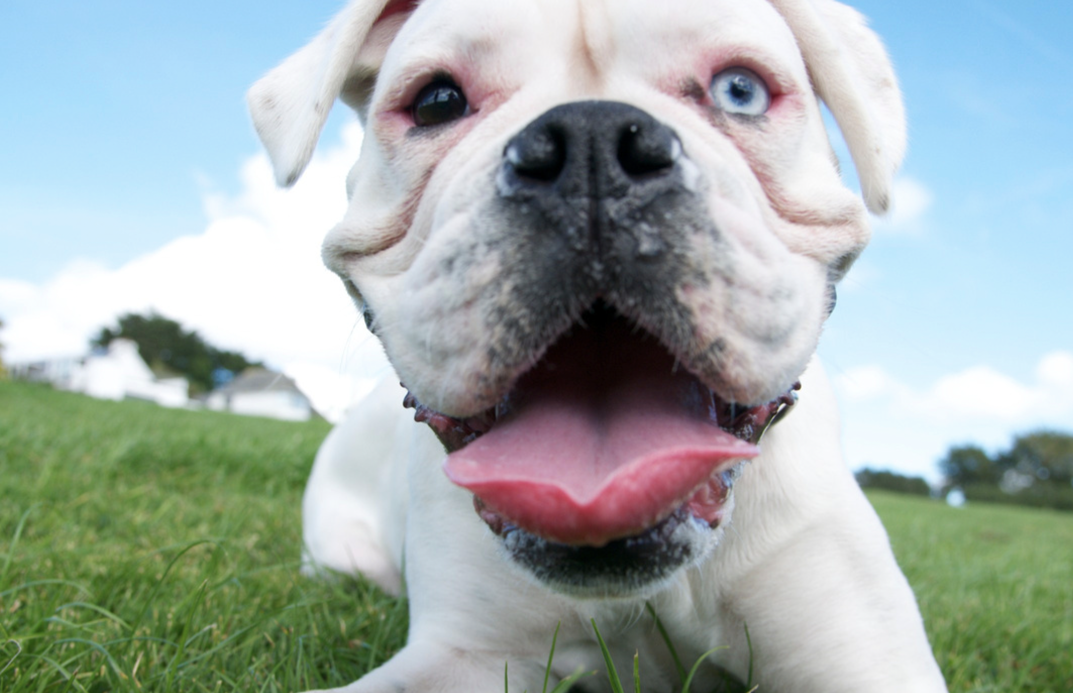 Why does my dog’s breath smell so bad?