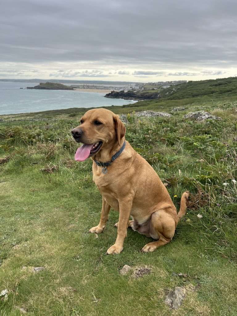 St Ives dog walk coastal path