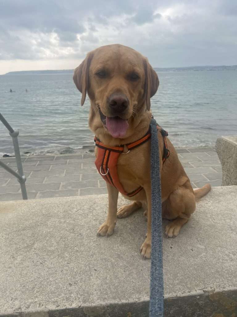 Henry Porthleven dog walk