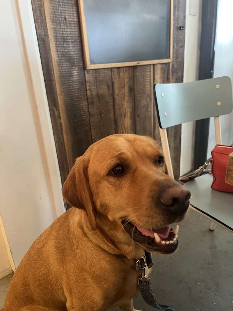 Henry in Cove Cafe, Hayle dog walk