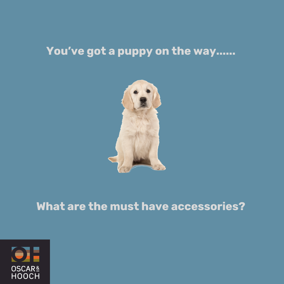 Must have puppy accessories, Oscar and hooch
