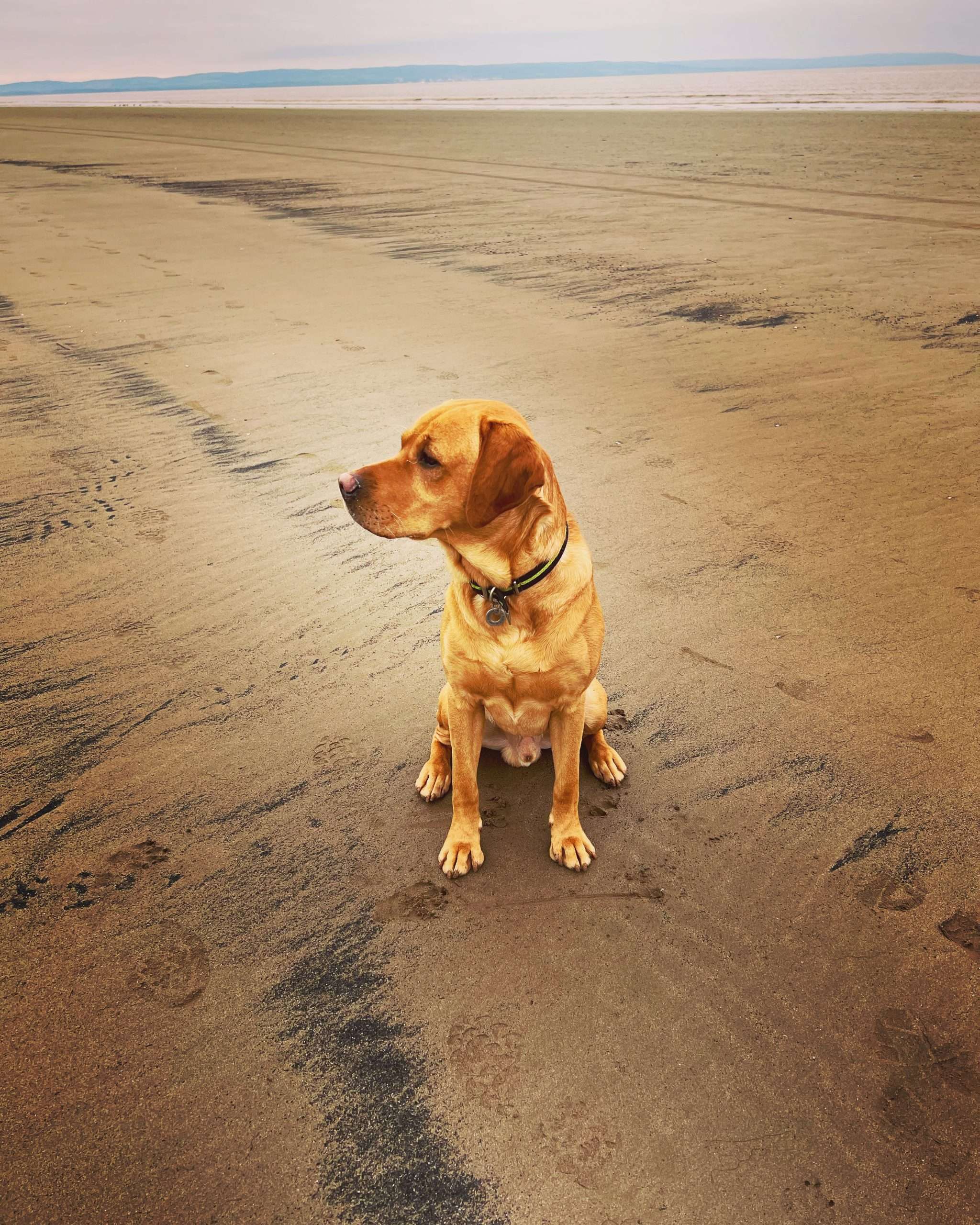 Festive Somerset dog walks- Henry on brean beach in Oscar & Hooch neon green dog collar