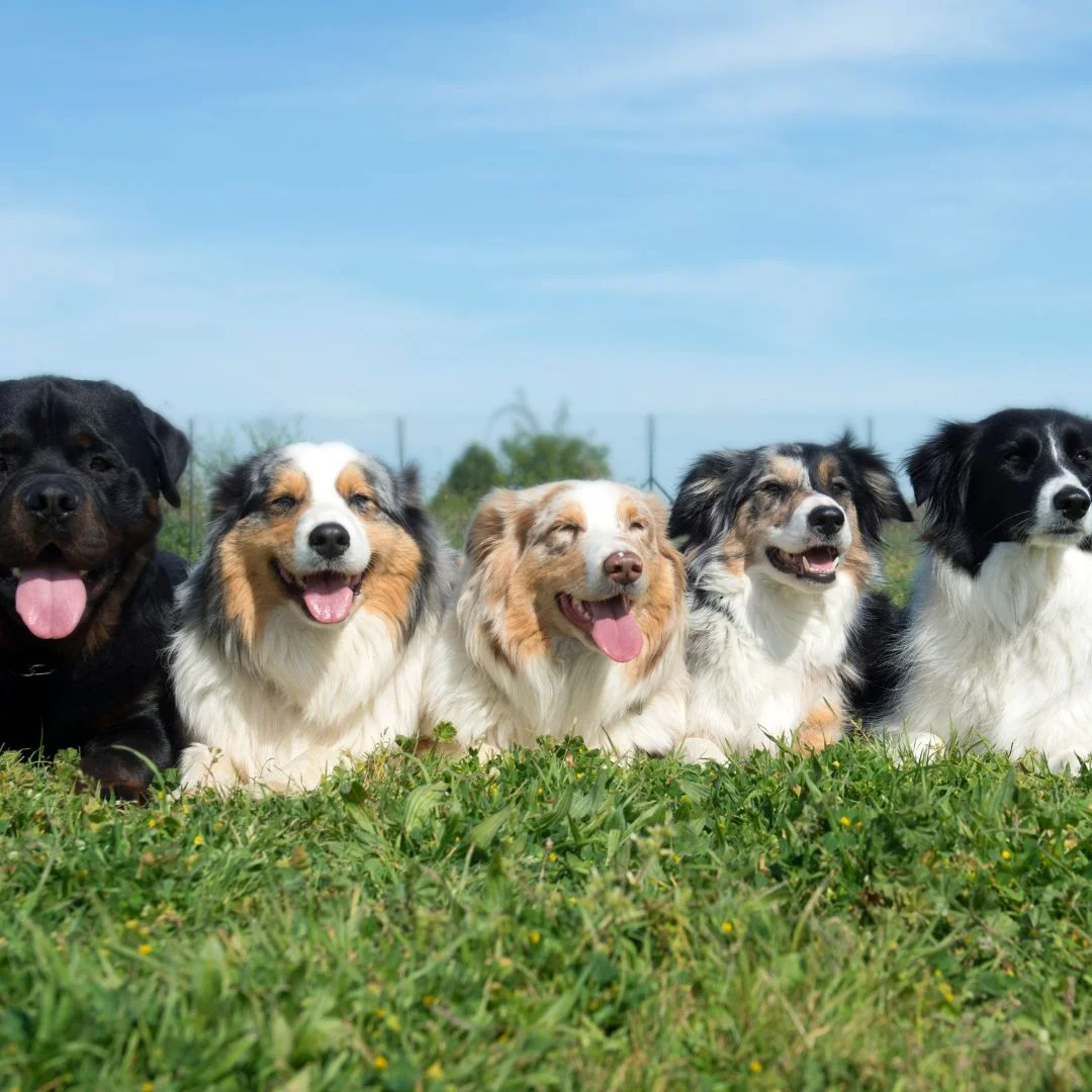Top dog breeds 2025