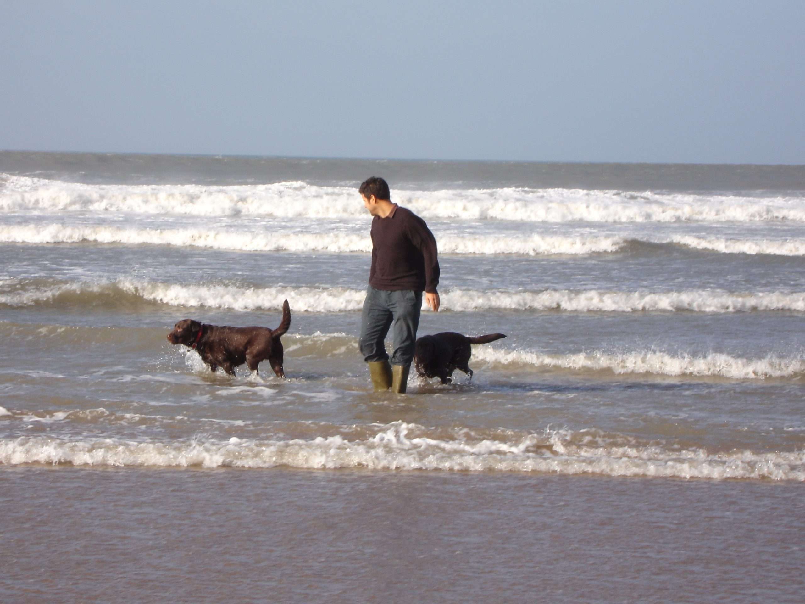 Best Dog Friendly Beaches, Oscar and Hooch on Brean down beach