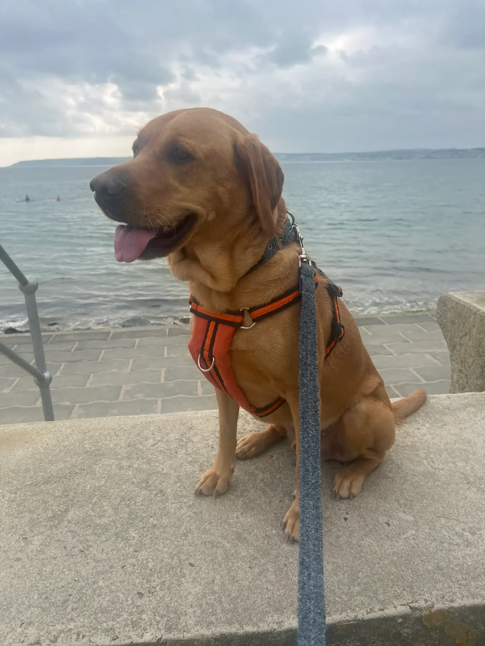 Henry in Porthleven dog walk wearing Oscar and hooch orange dog harness and blue tweed collar and lead set
