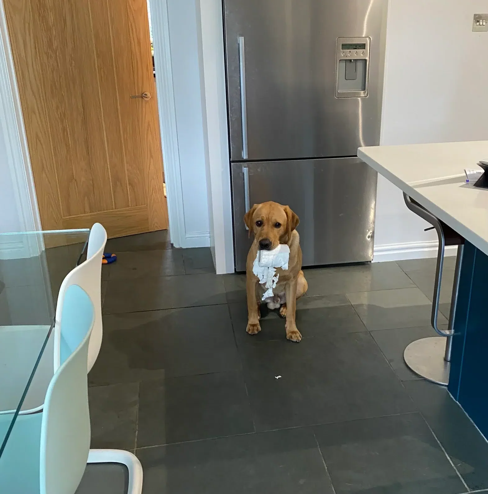 Keep your dog entertained during winter, fox red Labrador with toilet roll