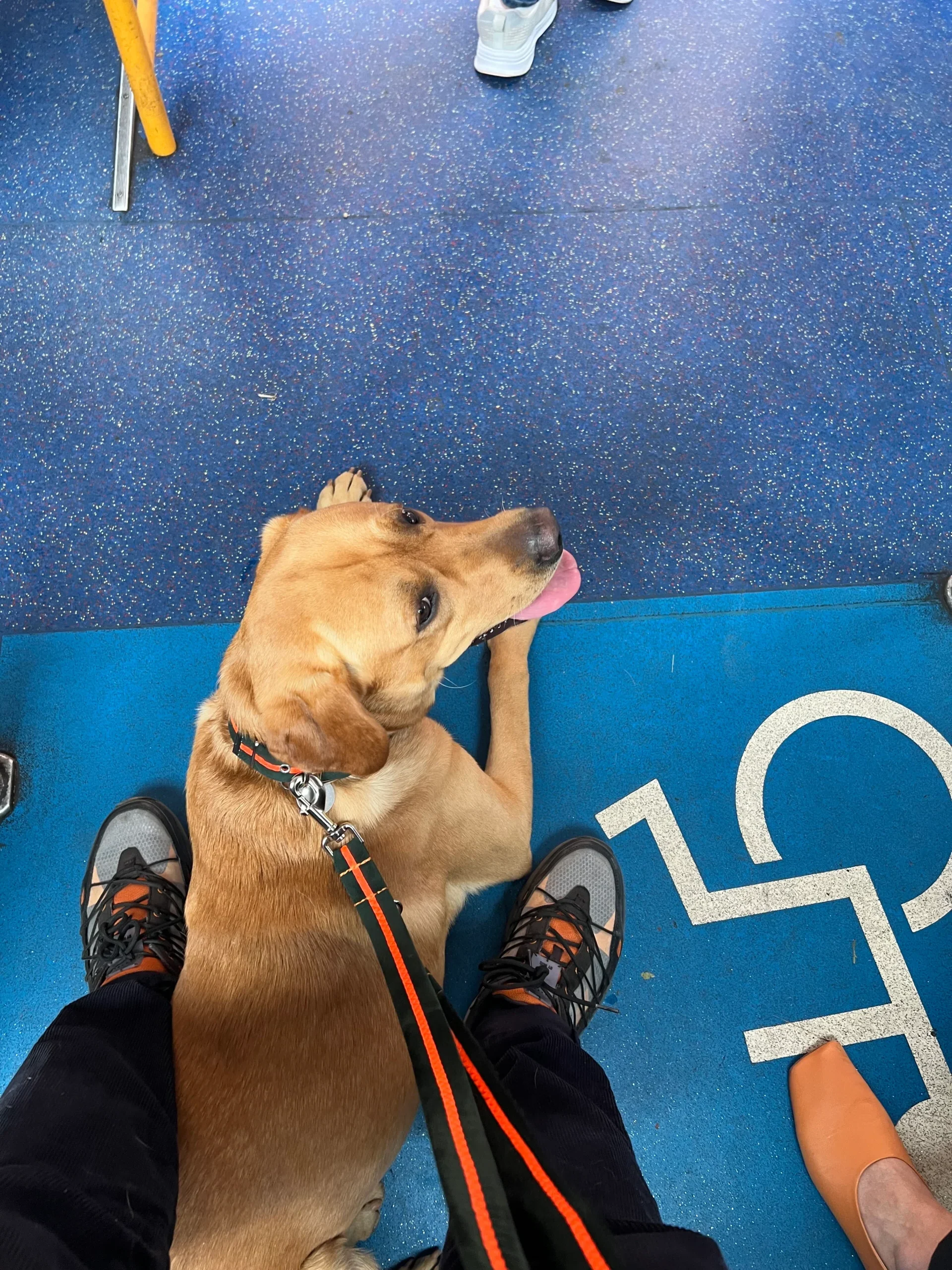 How to Travel with Your Dog on Public Transport in the UK, fox red labrador on London bus