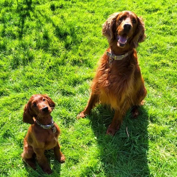 Red setters in Oscar & Hooch cafe noir brown dog collar