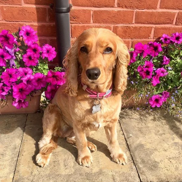 cockerpoo in Oscar and hooch hot pink dog collar