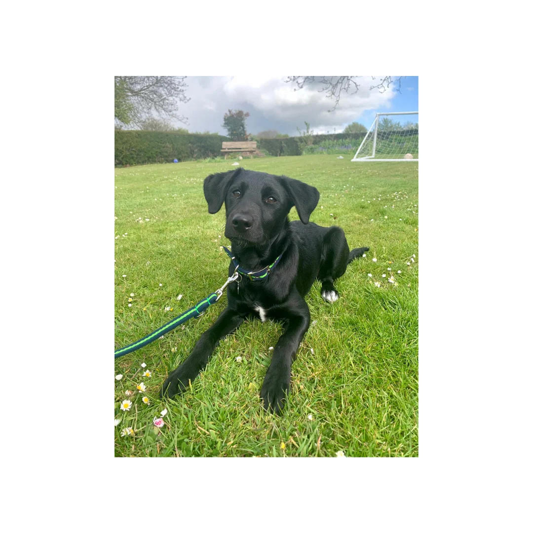 Black puppy in Oscar & Hooch neon green buckle dog collar