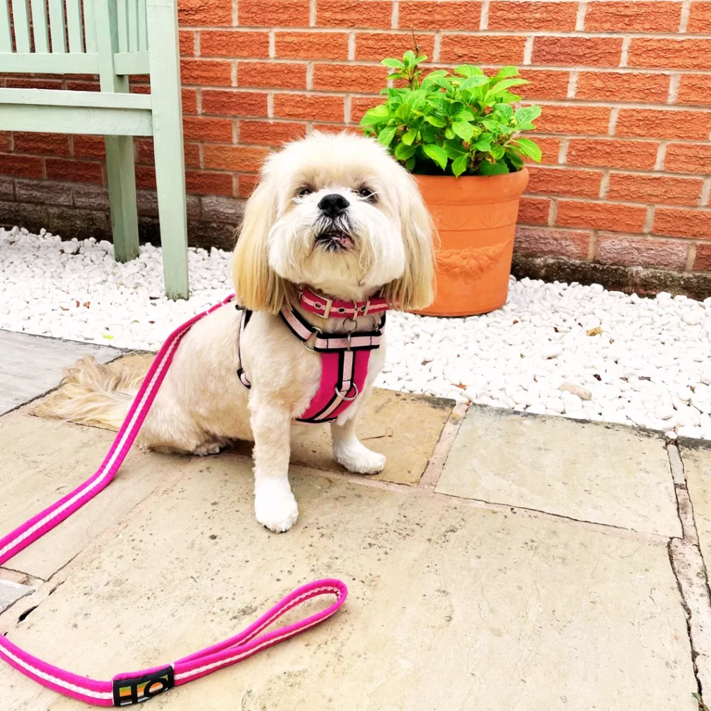 Lhasa apso in Oscar & Hooch hot pink dog collar, lead and harness