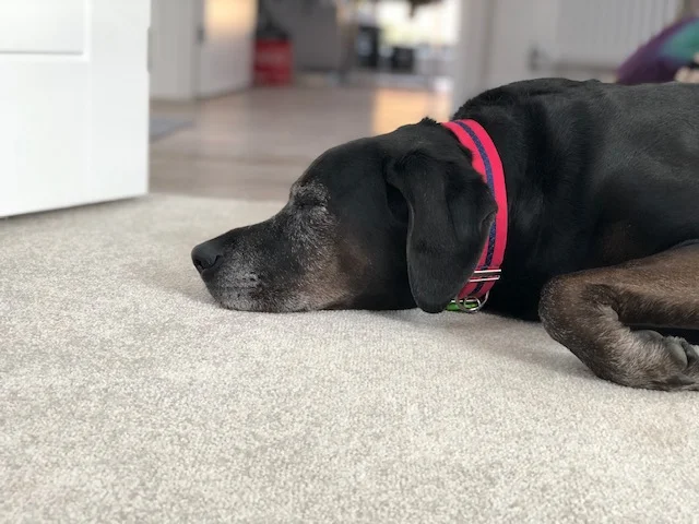 senior dog black lab in Oscar & hooch berry red collar