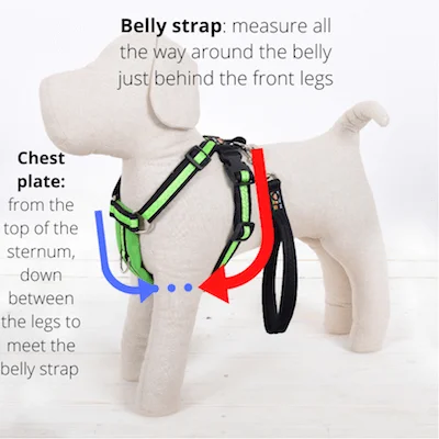 Oscar and Hooch dog harness measurement